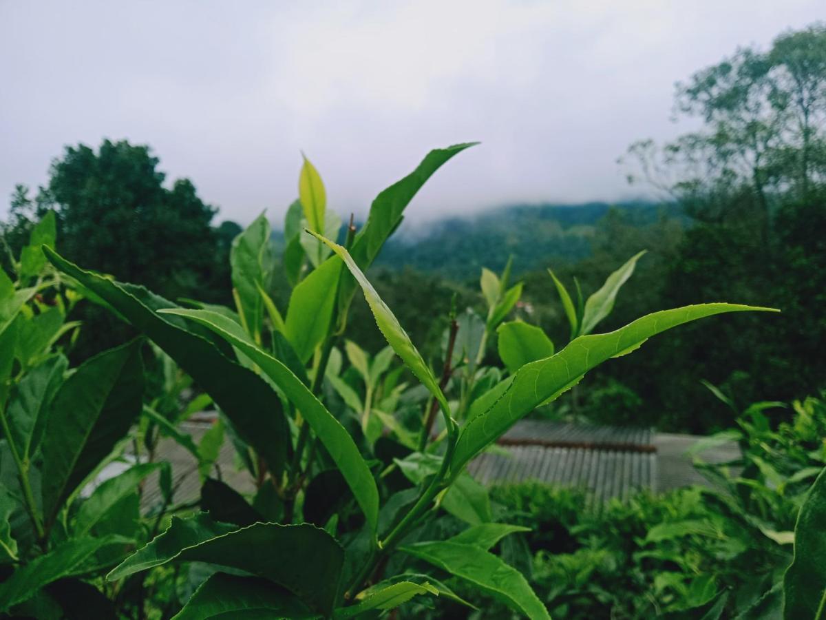Ella Summer Lesser Ngoại thất bức ảnh
