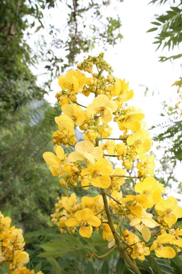 Ella Summer Lesser Ngoại thất bức ảnh
